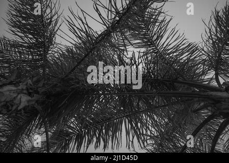 Prise de vue en bas angle de palmiers en niveaux de gris Banque D'Images