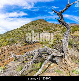 Tronc d'arbre torsadé près du sommet du volcan Mauna Kea 13 796-ft, Mauna Kea, Hawaii, États-Unis Banque D'Images