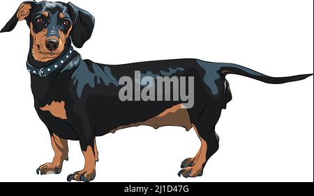 Chien miniature noir et brun clair Dachshund race Illustration de Vecteur