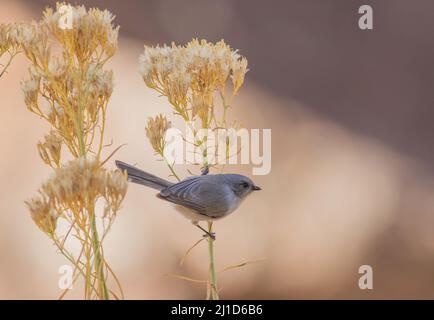 Un oiseau bushtité perché sur la tige d'un bouquet de fleurs qui avaient semé à l'automne. Banque D'Images