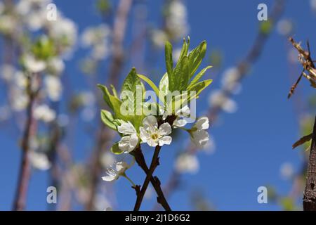 Prune ou Prunus fleurit contre un ciel bleu dans un verger en Arizona. Banque D'Images