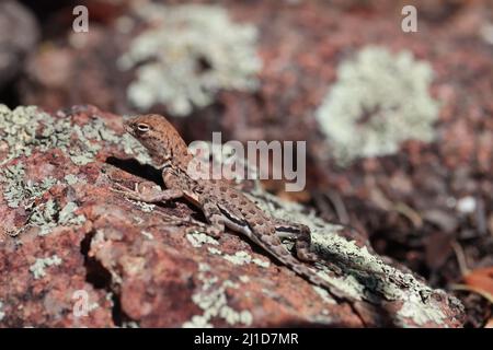 Jeune plus grand lézard sans terre ou Cophosaurus texanus soleil sur un rocher au parc Rumsey dans Payson Arizona. Banque D'Images