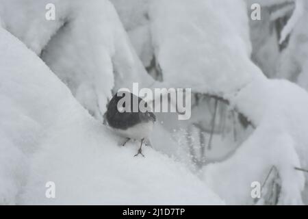 Oiseau Junco mâle reposant sur un pin à neige Banque D'Images