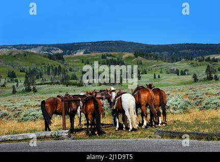 Groupe de chevaux attendent leurs passagers à la tête de la piste. Le guide organise des chevaux prêts pour l'équitation à Yellowstone Banque D'Images