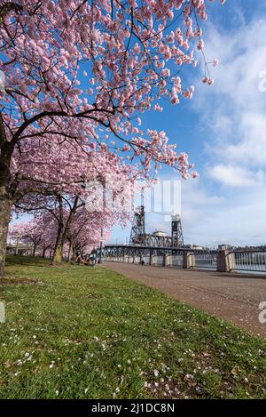 Cerisiers en fleurs sur le front de mer de Portland Oregon avec Steel Bridge Banque D'Images