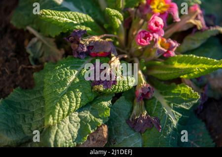 Le gel de primrose commun mordu au début du printemps. Primula endommagée par le gel. Banque D'Images