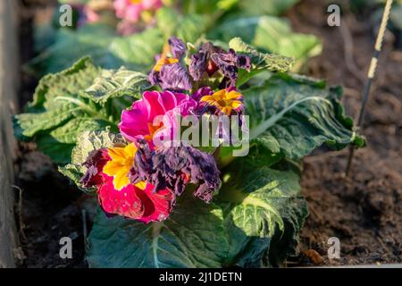 Le gel de primrose commun mordu au début du printemps. Primula endommagée par le gel. Banque D'Images