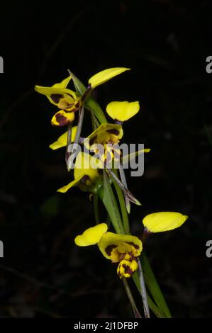 Ces jolies fleurs sont des orchidées Donkey (Diuris Sulfurea) - pas un joli nom! Trouvé à la réserve Flora de Baluk Willam à Belgrave Sud, Victoria. Banque D'Images