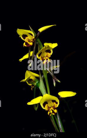 Ces jolies fleurs sont des orchidées Donkey (Diuris Sulfurea) - pas un joli nom! Trouvé à la réserve Flora de Baluk Willam à Belgrave Sud, Victoria. Banque D'Images