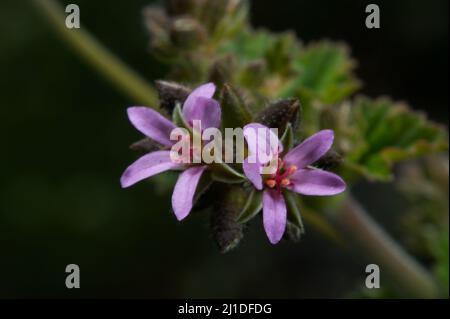 La plupart des gens associent les géraniums aux jardins européens, mais il y a 3 espèces indigènes. Celui-ci est le projet de loi des grues Australes (Geranium Solanderi). Banque D'Images