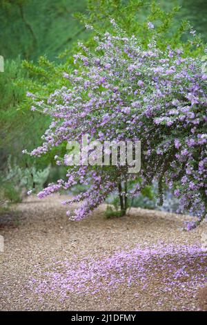 Arbre fleuri avec tapis de pétales tombés sur le sol dans le jardin du désert du Westin la Paloma Resort, Tucson, Arizona Banque D'Images