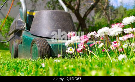 Concept de saison et d'entretien de cour avec tondeuse électrique et fleurs de printemps blanches et roses dans une pelouse de jardin verte Banque D'Images