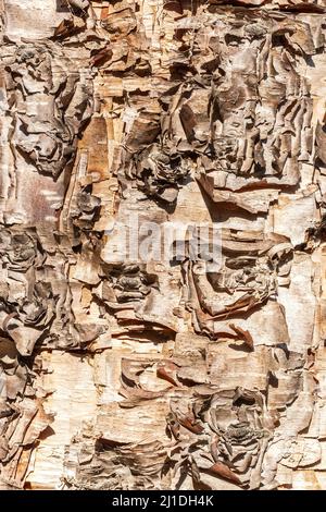 fond d'érable feuilleté. texture très détaillée de l'écorce d'arbre. Banque D'Images