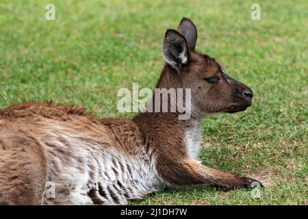 Marsupiaux / un kangourou gris de l'est se reposant au parc animalier de Ballarat en Australie. Banque D'Images