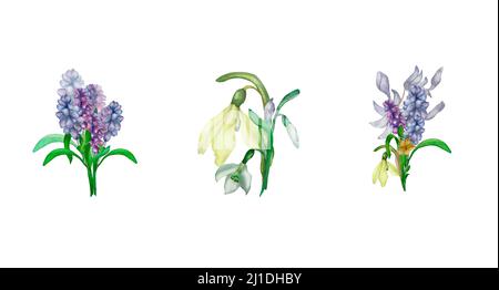 Violet, bleu, blanc printemps fleurs bouquet aquarelle illustration ensemble sur fond blanc. Plantes sauvages peintes à la main muscari. primula, gouttes de neige compo Banque D'Images