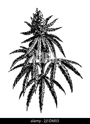 Plant de cannabis. Dessin noir et blanc Encre Banque D'Images