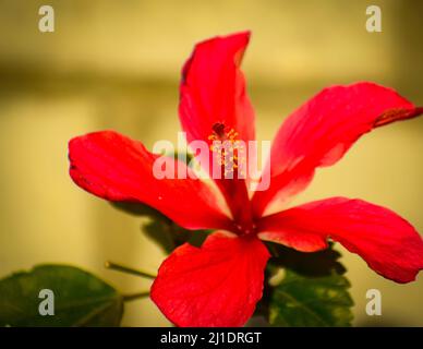 Gros plan de la fleur d'hibiscus rouge. Hibiscus est un genre de plantes à fleurs de la famille des maloques, Malvaceae Banque D'Images