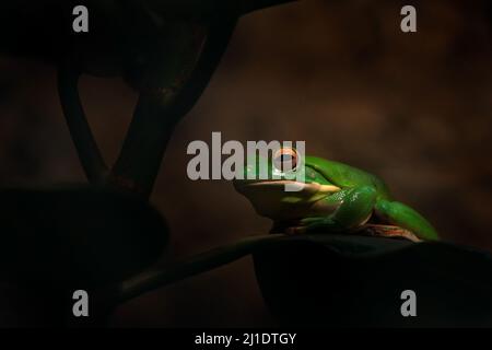 Grenouille géante à bordures blanches, Litoria infrafrenata, amphibie vert dans l'habitat de la forêt sombre. Grenouille assise sur la feuille de plante, Queensland, Australie. Gree Banque D'Images