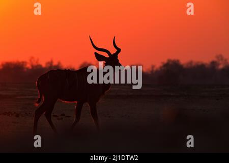Coucher de soleil Kudu. Grand kudu, Tragelaphus strepsiceros, antilope élégant avec cornes en spirale, lumière du coucher de soleil. Animal sur la colline, Mana pools, Zimbabwe. Kudu in Banque D'Images