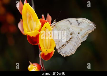 Grand papillon blanc sur la fleur de liana rouge jaune dans la forêt tropicale de jungle. Morpho polyphemus, le morpho blanc, papillon blanc du Mexique et C Banque D'Images