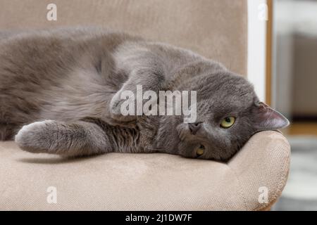 Chat Korat bleu à bout argenté, assis et regardant directement l'appareil photo avec des yeux verts. Banque D'Images