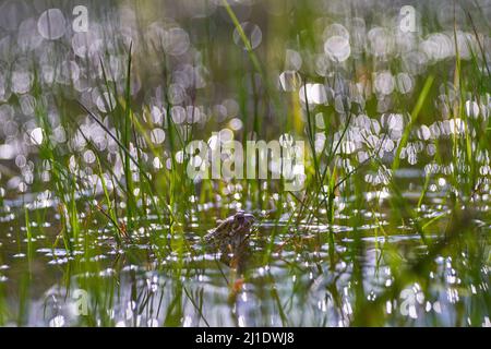 Crapaud verte européenne, Bufotes viridis, grande grenouille dans l'habitat naturel, Bile Kaprpaty, République tchèque. Nature Widlife en Europe. Amphibiens dans l'eau Banque D'Images