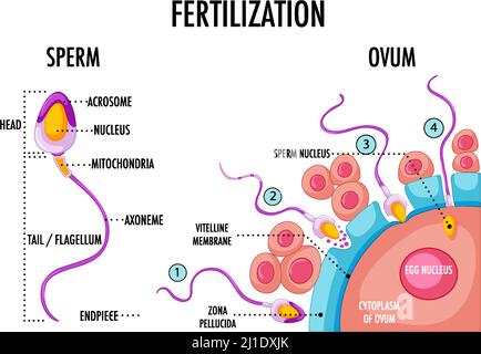 Schéma illustrant la fertilisation dans l'illustration humaine Illustration de Vecteur