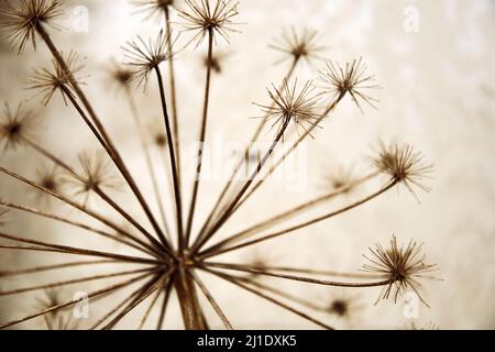 L'herbe à poux sèche et floue avec des branches et des bourgeons comme un pissenlit. Plantes saisonnières et nature abstraite Banque D'Images