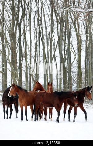 12.02.2021, Allemagne, Saxe, Graditz - Gestuet Graditz, chevaux en hiver sur un enclos couvert de neige. 00S210212D281CAROEX.JPG [VERSION DU MODÈLE : NON, CORRECTE Banque D'Images