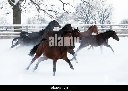 12.02.2021, Allemagne, Saxe, Graditz - Stud Graditz, chevaux galopant en hiver sur un enclos couvert de neige. 00S210212D180CAROEX.JPG [VERSION DU MODÈLE : NON, Banque D'Images