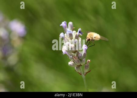 22.07.2021, Italie, Viterbo, Bolsena - grosse abeille humectée de laine suce le nectar d'une fleur de lavande. 00S210722D161CAROEX.JPG [VERSION DU MODÈLE : NON, CORRECTE Banque D'Images