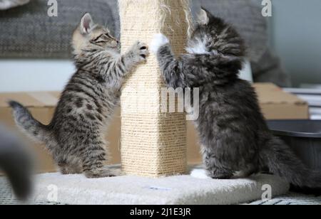 17.09.2021, Allemagne, Brandebourg, Bernau - les bébés de chat aiguisant leurs griffes sur un grattoir. 00S210917D398CAROEX.JPG [VERSION DU MODÈLE : NON, PROPRIÉTÉ Banque D'Images