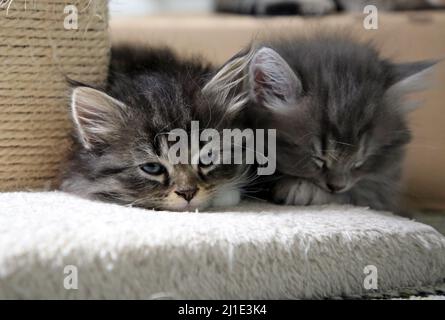 17.09.2021, Allemagne, Brandebourg, Bernau - les bébés de chat sont fatigués. 00S210917D421CAROEX.JPG [AUTORISATION DU MODÈLE : NON, AUTORISATION DU PROPRIÉTAIRE : NON (c) images de Caro / SO Banque D'Images