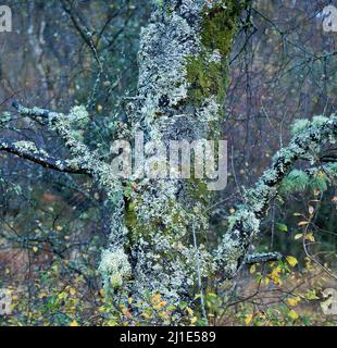 Parmelia sulcata Shield, Lichen encroûté vieux arbre Gwydyr Forest au parc national de Snowdonia Gwynedd North Wales UK Banque D'Images