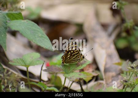 Magnifique punch commun ( dodona durga) papillon assis sur la brochure. Banque D'Images