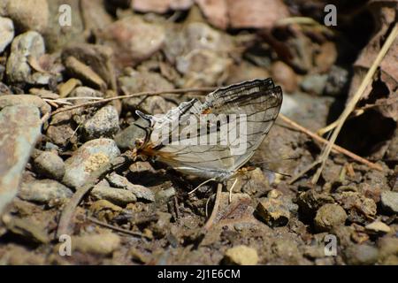 Carte commune papillon boue puddling ( cyrestis thyodama ) Banque D'Images