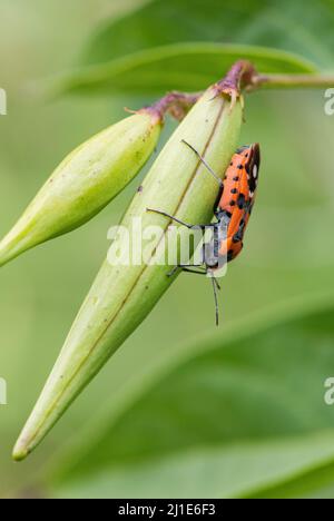 Insecte-noir-et-rouge - Lygaeus equestris, magnifique insecte coloré des prairies et prairies européennes, République tchèque. Banque D'Images