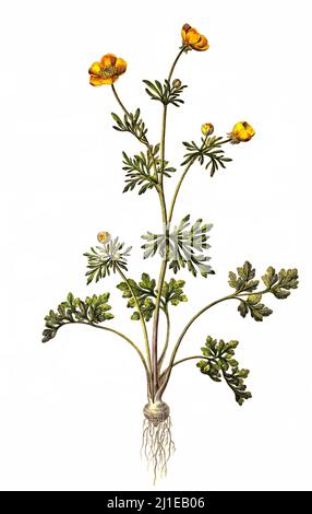 Knolige Hahnenfuß, Ranunculus bulbosus, ist eine Pflanzenart aus der Gattung Hahnenfuß (Ranunculus) innerhalb der Familie der Hahnenfußgewächse, Ranunculaceae / Ranunculus bulbosus, communément appelé butterbutterbutterbutter ou navet de St. Anthony Banque D'Images