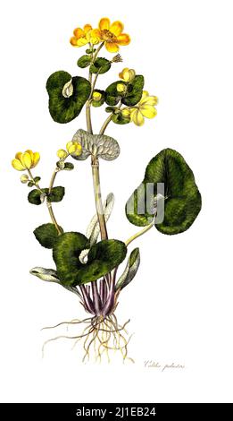 Sumpfdotterblume, Maltha palustris, auch Sumpf-Dotterblume / Maltha palustris, connu sous le nom de marsh-marigold et kingcup Banque D'Images