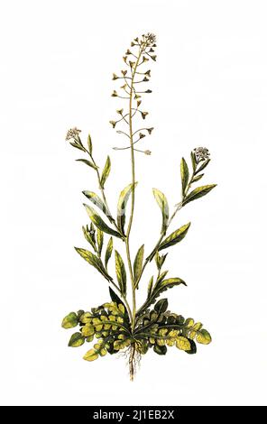 DAS Gewöhnliche Hirtentäschel, Capsella bursa-pastoris, auch Hirtentäschelkraut genannt, ist eine Pflanzenart in der Familie der Kreuzblütengewächse / Capsella bursa-pastoris, connu sous le nom de porte-monnaie de berger Banque D'Images