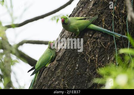 Guwahati. 25th mars 2022. Des perroquets sont observés dans un arbre de la ville de Guwahati, dans l'État d'Assam, dans le nord-est de l'Inde, le 25 mars 2022. Credit: STR/Xinhua/Alay Live News Banque D'Images