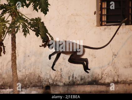 Monkey est en train de mourir pour sauter d'un toit à l'autre Banque D'Images