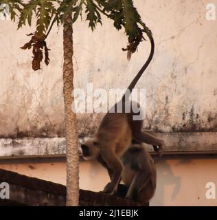 Monkey est en train de mourir pour sauter d'un toit à l'autre Banque D'Images