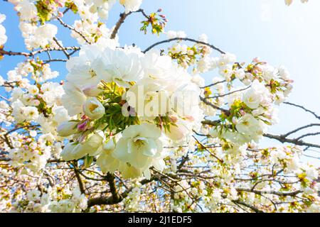 Vue rapprochée de la fleur de cerisier blanc vue sur un ciel bleu au printemps au Royaume-Uni. Banque D'Images