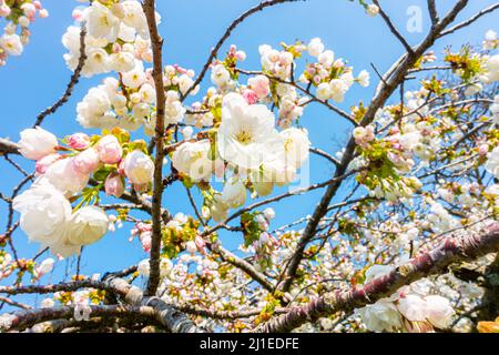 Vue rapprochée de la fleur de cerisier blanc vue sur un ciel bleu au printemps au Royaume-Uni. Banque D'Images