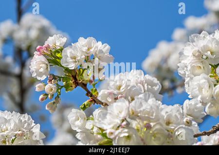 Cerisier japonais (Prunus serrulata) fleuri dans le parc, montrant des fleurs blanches fleuries au début du printemps. Originaire du Japon, de la Chine, de la Corée et de la Russie Banque D'Images