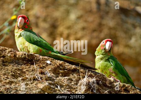 Deux Parakeets mittrés, Psittacara mitratus ou Aratinga mitrata, sur roche Banque D'Images