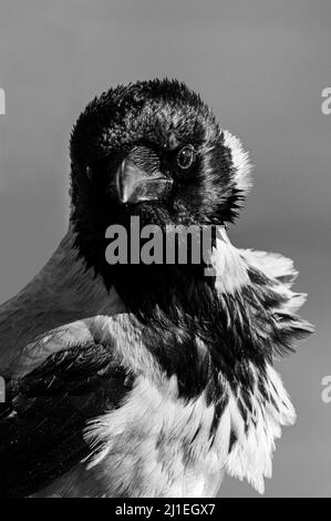 Un corbeau avec des plumes blanches et noires semble curieux. Banque D'Images