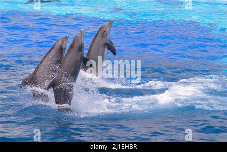 Trois dauphins (Tursiops truncatus) debout hors de l'eau Banque D'Images