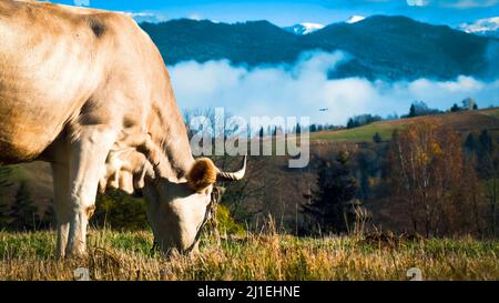 Portrait d'une vache blanche broutant de l'herbe dans le champ. gros plan d'une vache blanche broutant de l'herbe dans la forêt Banque D'Images